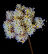 Calyptridium umbellatum - Pussy Paws